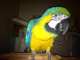 Macaw