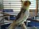 Cockatiel