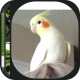 Cockatiel