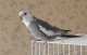 Cockatiel
