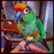 Conure