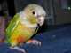 Conure