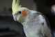 Cockatiel