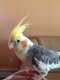 Cockatiel
