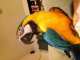 Macaw