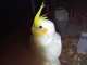 Cockatiel