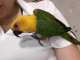 Conure
