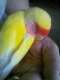 Lovebird