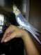 Cockatiel