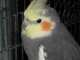Cockatiel