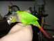 Conure