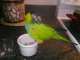Conure