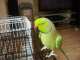 Indian Ringneck Parakeet