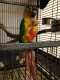 Conure