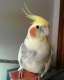 Cockatiel