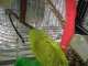 Parakeet