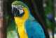 Macaw