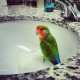Lovebird