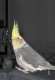 Cockatiel