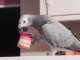 African Grey