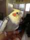 Cockatiel