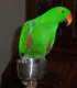 Eclectus