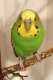 Budgerigar