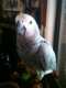African Grey