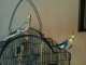 Cockatiel