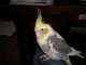 Cockatiel
