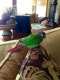 Conure