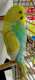 Parakeet