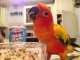 Conure