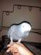 African Grey