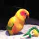 Conure