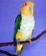 Caique