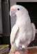 Cockatoo