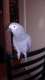 African Grey