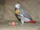 African Grey