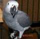African Grey