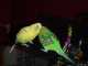 Budgerigar