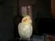 Cockatiel