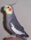 Cockatiel