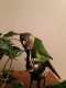 Conure