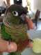 Conure