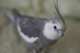 Cockatiel