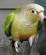 Conure