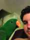 Eclectus