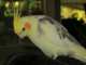 Cockatiel