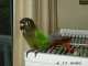 Conure